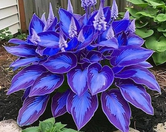 200+ Hosta Seeds | Shade Loving Perennial Garden Plants
