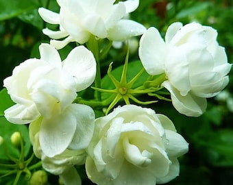 Jasmin Samen zum Bepflanzen | Duftende Blumensamen für Haus Garten Dekor