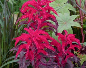 Early Splendor Amaranthus Tricolor Seeds 500 Pcs | Colorful Annual Foliage Plant