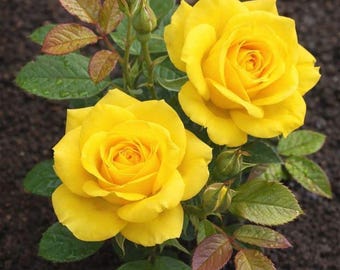 Gelbe Rosensamen, exotische Hybrid mehrjährige Gartenrosenblumensamen