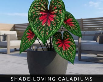Spicy Lizard Caladium Bulbs 2 Pcs | Tropical Foliage Plant | Shade Loving Houseplant
