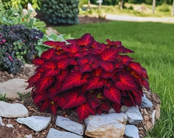 200+ Hosta Seeds | Shade Loving Perennial Garden Plants