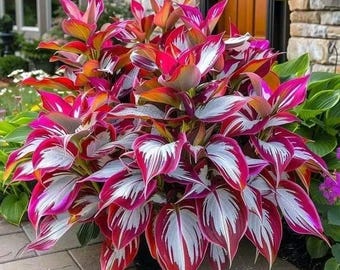 200+ Hosta Seeds | Shade Loving Perennial Garden Plants