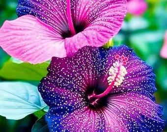 145+ Mixed Giant Hibiscus Seeds Heirloom Non GMO Flower Seeds