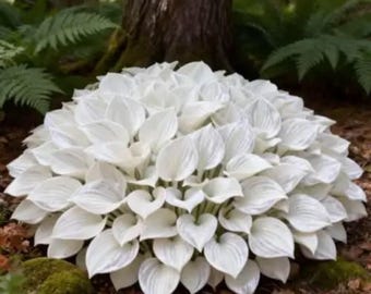 200+ Hosta Seeds | Shade Loving Perennial Garden Plants