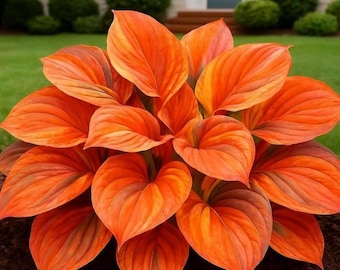 200+ Hosta Seeds | Heart Shaped Shade Perennial Plants