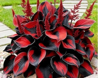 200+ Hosta Seeds | Shade Loving Perennial Garden Plants