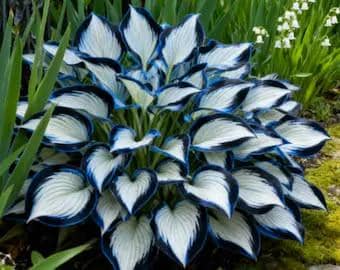 200+ Blue White Hosta Seeds Rare Perennial Shade Garden Plants