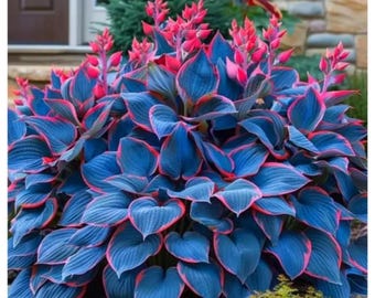 200+ Blue Red Hosta Seeds Perennial Shade Garden Plants