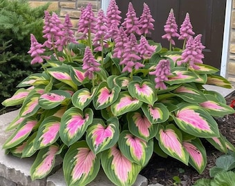 200+ Hosta Seeds | Perennial Outdoor Shade Ornamental Plants