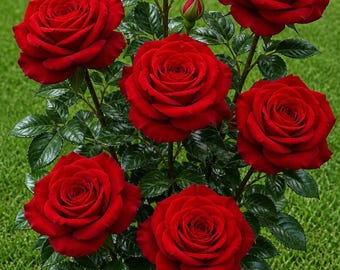 40+ Rose Seeds | Perennial Garden Flower Plants