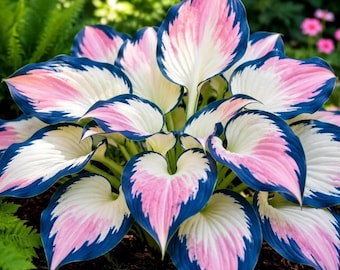 200+ Mixed Color Hosta Seeds Perennial Shade Garden Plants