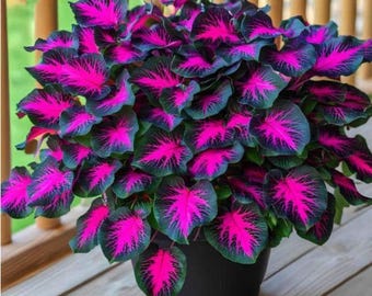 200+ Hosta Seeds Shade Loving Perennial Garden Foliage Plants