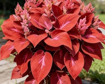 200+ Orange Hosta Seeds Perennial Shade Garden Ornamental Plants