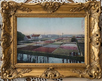 1905 Hillegom Tulip Fields Postcard Print – Dutch Hyacinth Farm Panorama (Digital Download)