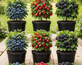 Live Berry Plants Bundle: Blueberry, Raspberry, Blackberry Bushes (6 Pack)