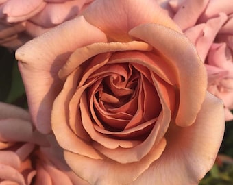 ココロコ・フロリバンダ・ローズブッシュ：自根、繰り返し開花する香りの良い園芸植物