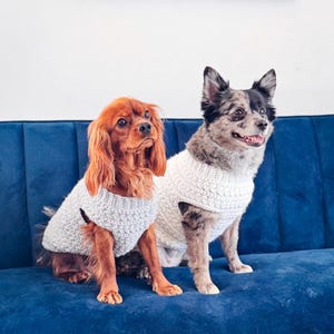 Könnte beinhalten: Ein kastanienbrauner Cavalier King Charles Spaniel und ein schwarz-weiß-grau gefleckter Hund tragen passende hellgraue und weiße, texturierte Häkelpullover. Die Hunde sitzen nebeneinander auf einem tiefblauen, gesteppten Sofa.