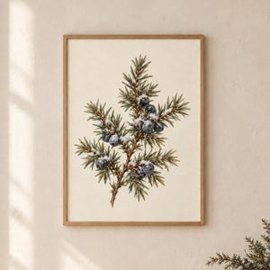 Puede incluir: Una lámina de arte botánico enmarcada que presenta una ilustración detallada de una rama de enebro con bayas azul oscuro y agujas verdes sobre un fondo color crema, dentro de un marco de madera clara colgado en la pared.