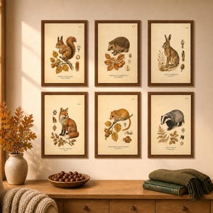 Könnte beinhalten: Ein Set aus sechs gerahmten Wandbildern mit Illustrationen im Vintage-Stil von Eichhörnchen, Igel, Hase, Fuchs, Haselmaus und Dachs. Jeder Druck enthält botanische Elemente, Tierspuren und wissenschaftliche Texte auf cremefarbenem Grund.