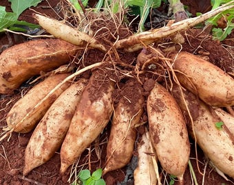 Yacon Lebende Pflanzenwurzeln, Süßes Wurzelgemüse, Einfach Wachsende Staude, Gesundes Garten Superfood (für ALLE Pflanzen müssen Sie 2 Pflanzen kaufen)