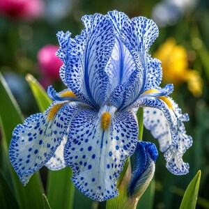 100 Samen der Garteniris 'Stardust Snow'