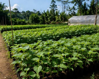 Esquejes de corona de yacón raros, tubérculos dulces y crujientes, planta alimenticia perenne productiva, fácil propagación.