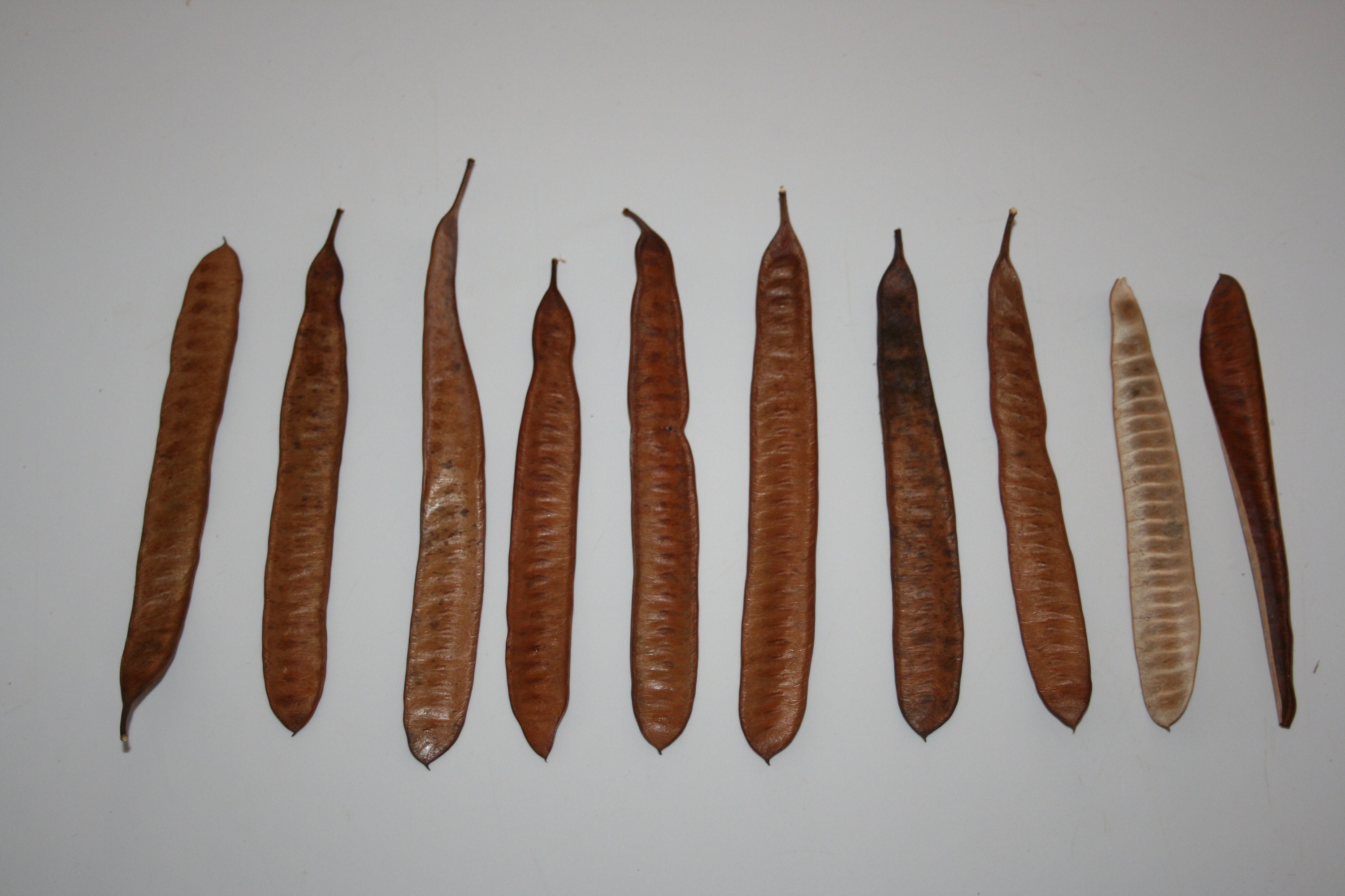 RESERVED For Lewis 200 x Long Seed Pods From Poinciana Tree Etsy