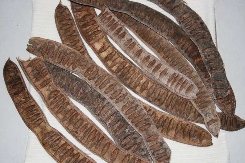 20 x Long Seed Pods From Poinciana Tree.Rustic Fairy Garden Etsy