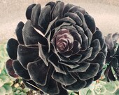 Succulent Photograph - fine art print - nature photography - desert flower - living room decor