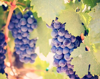 Wine Country Grapes photograph - Sonoma County - 8x10 photograph - California fine art print - nature photography - wine grapes