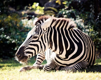 Zebra Photograph - fine art print - 8x10 photograph - zebra portrait  - nursery room - fantasy - animal home decor