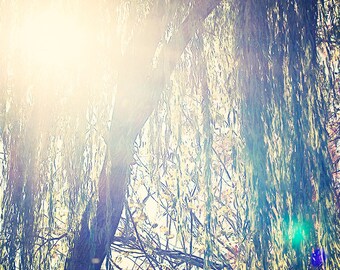 Sun Lit Tree - 8x10 photograph - Nature Art - fine art print - vintage photography - nursery room - nature photograph