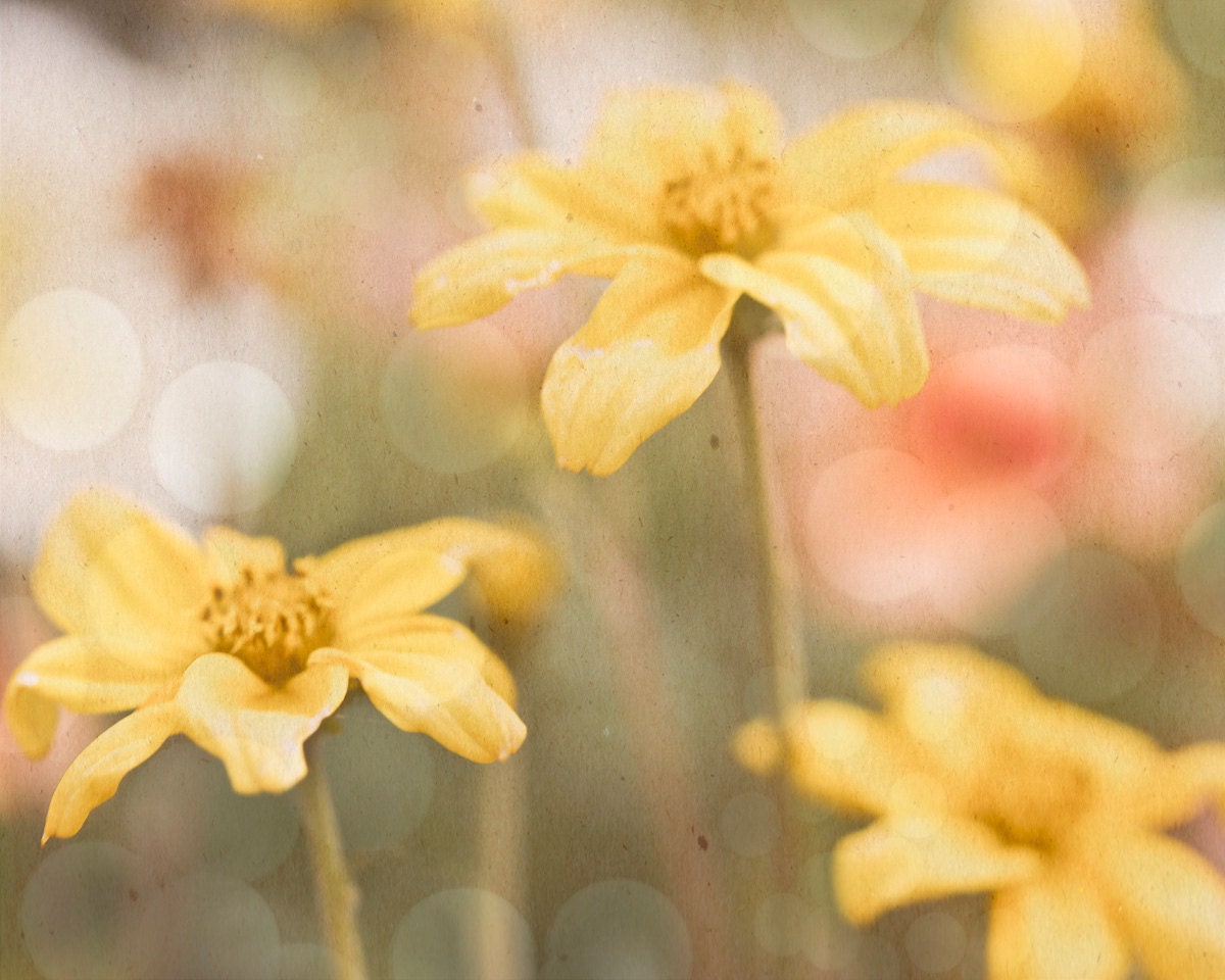 Soft Yellow Flowers 8x10 Photograph Fine Art Print bokeh Nursery Art ...