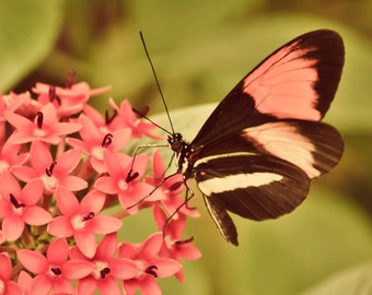 Beautiful Butterfly - 8x10 photograph - fine art print - nature - nursery art - tropical butterfly