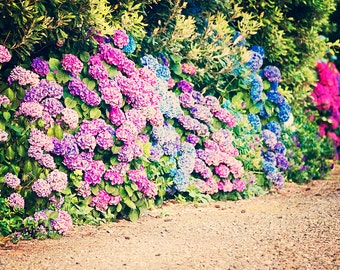 Hydrangea Lane - 8x10 photograph - fine art print - nature - nursery art - New Zealand Art - spring photography