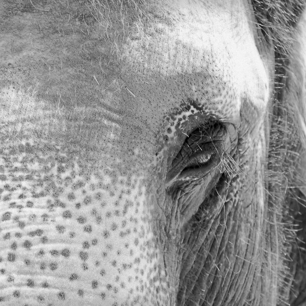 Elephant Photo - 8x10 photograph - Elephant Close Up - fine art print -  Black and White photography - nursery art - fathers day