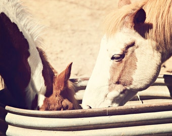 Horses Photograph - fine art print - 8x10 photograph - vintage horse portrait - western home decor - spring decor