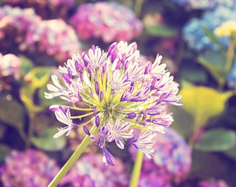 Spring Flowers - 8x10 photograph - fine art print - nature - nursery art - New Zealand Art - valentines artwork