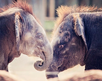 Baby Elephants Photo - 8x10 photograph - Elephant fine art print -  baby elephant - nursery art - art for twins