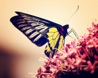 Yellow Butterfly - 8x10 photograph - fine art print - nature - nursery art - New Zealand Art - spring home decor