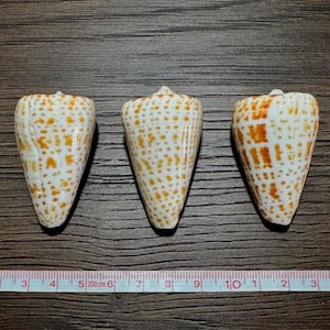 May include: Three cone shells with a white base and orange-brown spotted patterns arranged in vertical rows. A measuring tape is positioned below the shells, showing the largest shell is approximately 2.5 inches in length.
