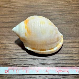 May include: A smooth, rounded seashell with a cream-colored base and faint orange spots, featuring a pointed spire and vertical ridges. A white measuring tape is positioned below the shell, indicating a length of approximately 2.5 inches.