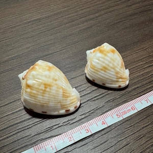 May include: Two off-white seashells with tan mottled patterns and ribbed textures. A measuring tape is positioned alongside the shells, showing the larger shell measures approximately 1.5 inches in width and the smaller shell is 1.25 inches.