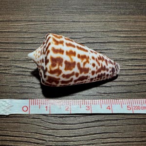 May include: A cone shell with a white base and brown, rectangular, and irregular spot patterns. The shell is positioned above a white measuring tape, showing a length of approximately 5.2 centimeters from the apex to the base of the shell.