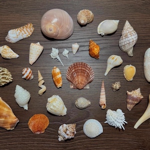 Puede incluir: Una colección de varias conchas marinas en tonos blanco, bronceado, marrón y naranja. El surtido incluye conchas en espiral, bivalvas y cónicas de diferentes tamaños y texturas, dispersas por el marco en una disposición suelta y desordenada.