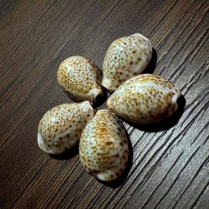 Juego de conchas de cauri de Naria turdus n.° 1 • 5 cauris de Florida no nativos • Recolectados a mano en la costa atlántica