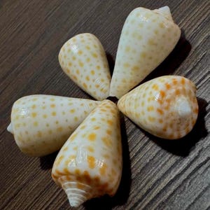 May include: A collection of five cone shells arranged in a star-like pattern. Each shell features a smooth, off-white surface decorated with numerous small, light orange to golden-yellow spots distributed across the exterior of the conical shape.