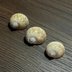 May include: Three smooth, rounded sea shells arranged in a diagonal line. Each shell features a glossy, cream-colored surface with intricate, swirling light brown patterns and a small, pale gray spiral apex at the center of the shell structure.