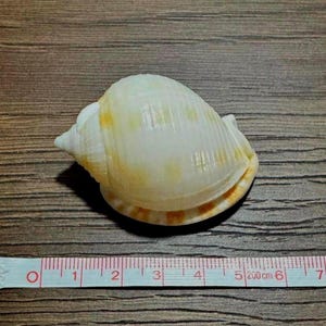 May include: A smooth, rounded seashell with a cream-colored surface featuring faint yellow spots and a spiral apex. The shell is positioned above a white measuring tape that indicates a length of approximately 5.5 inches for the object.